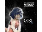 Adopt Aries a Shih Tzu, Poodle