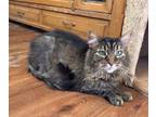 Adopt Mandalorian a Maine Coon
