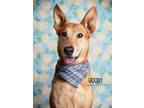 Adopt Woody a Carolina Dog, Shepherd