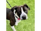 Adopt Big John a Pit Bull Terrier