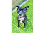 Adopt Dougie a Pit Bull Terrier
