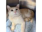 Adopt Heff a Domestic Short Hair