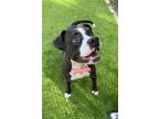 Adopt Preacher a Mixed Breed, Boxer