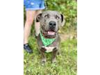 Adopt Big Mac a Pit Bull Terrier