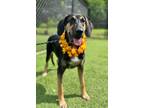 Adopt Todd a Coonhound, American Staffordshire Terrier