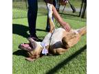 Adopt Zeke a Boxer