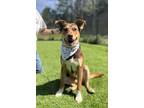 Adopt Popcorn a Shepherd, Affenpinscher