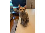 Adopt Toast a Domestic Short Hair