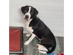 Adopt Captain Morgan a American Staffordshire Terrier, Australian Shepherd