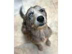 Adopt Samar TX a Wirehaired Pointing Griffon