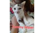 Adopt Tommy Mater Berryhill Kitten 12 a Domestic Short Hair