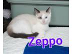 Adopt Zeppo a Domestic Short Hair