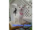 Adopt Heirloom Mater Berryhill Kitten 18 a Domestic Short Hair