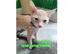 Adopt Trumpet a Domestic Short Hair