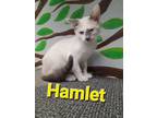 Adopt Hamlet (Mr. Snowshoe) a Domestic Short Hair