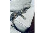 Adopt Muffin Top a Domestic Short Hair, Tabby