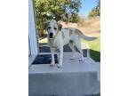 Adopt Triton a Labrador Retriever, Mixed Breed