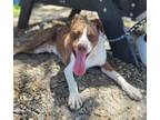 Adopt Courage a Mixed Breed