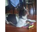 Adopt Trooper a German Shorthaired Pointer, Mixed Breed