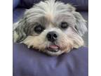 Adopt Chewy a Shih Tzu