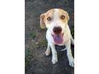 Adopt Plaza a Pit Bull Terrier, Labrador Retriever