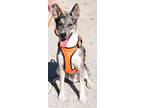 Adopt Wes Kraven a Catahoula Leopard Dog, Husky
