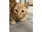 Adopt Simon a Domestic Short Hair