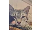 Adopt Po Rocky a Siamese