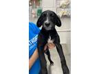 Adopt Charleston a Mixed Breed