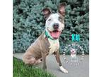 Adopt Kai a Pit Bull Terrier