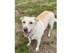 Adopt Apollo a Labrador Retriever