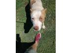 Adopt Augustus a American Staffordshire Terrier, American Bully