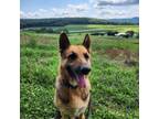 Adopt Jack a German Shepherd Dog