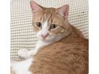 Adopt Archie Bruner a Domestic Short Hair, Tabby