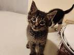 Mitzy Domestic Shorthair Kitten Female