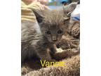Vance Domestic Mediumhair Kitten Male