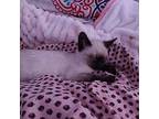 Gia Siamese Kitten Female