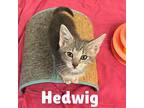 Hedwig Domestic Shorthair Kitten Female