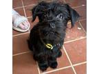 Lapis Cairn Terrier Puppy Female