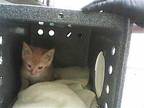 MERLIN Domestic Mediumhair Kitten Male