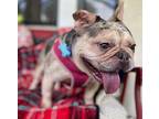 Miss Piggy French Bulldog Adult Female