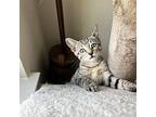 Santana Domestic Shorthair Kitten Female