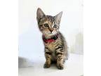 Dinah Domestic Shorthair Kitten Female