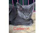Cameron Domestic Shorthair Kitten Male