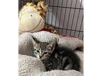 Paulie Domestic Shorthair Kitten Male