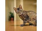 Flasha Domestic Shorthair Kitten Female