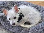 Westley Westie, West Highland White Terrier Young Male