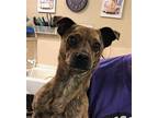 Tyson Catahoula Leopard Dog Young Male