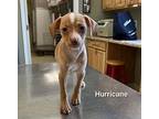 HURRICANE Chihuahua Puppy Female