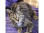 Tom-the-Cat Domestic Shorthair Young Male